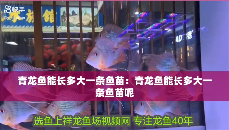 青龍魚能長多大一條魚苗：青龍魚能長多大一條魚苗呢