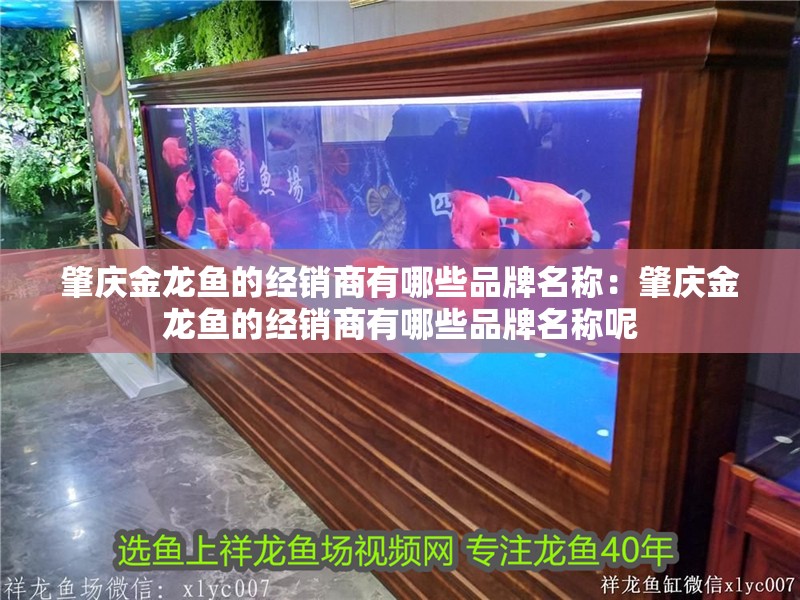 肇慶金龍魚的經銷商有哪些品牌名稱：肇慶金龍魚的經銷商有哪些品牌名稱呢