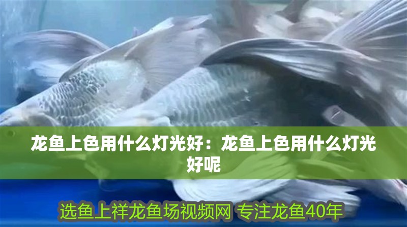 龍魚上色用什么燈光好：龍魚上色用什么燈光好呢