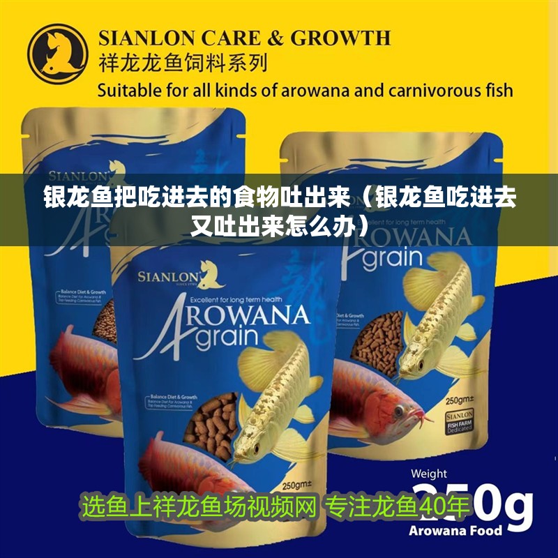 銀龍魚把吃進去的食物吐出來（銀龍魚吃進去又吐出來怎么辦）