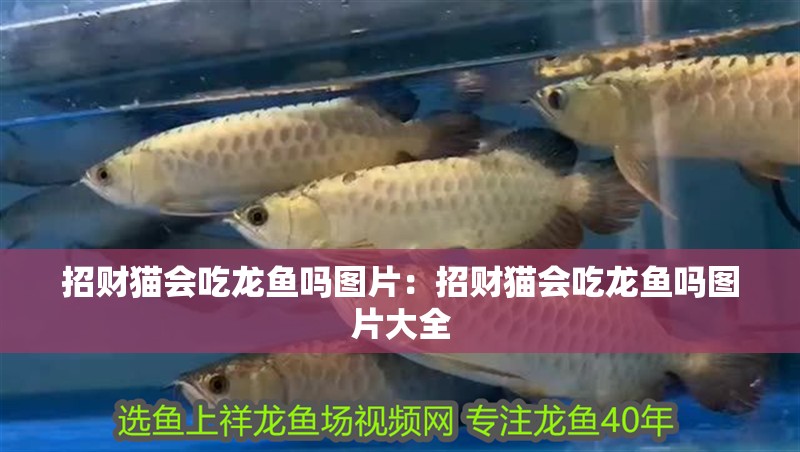 招財貓會吃龍魚嗎圖片：招財貓會吃龍魚嗎圖片大全