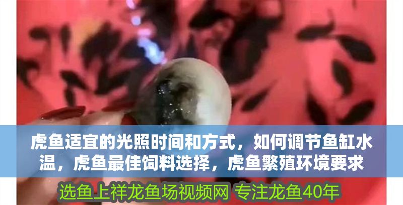 虎魚適宜的光照時(shí)間和方式，如何調(diào)節(jié)魚缸水溫，虎魚最佳飼料選擇，虎魚繁殖環(huán)境要求