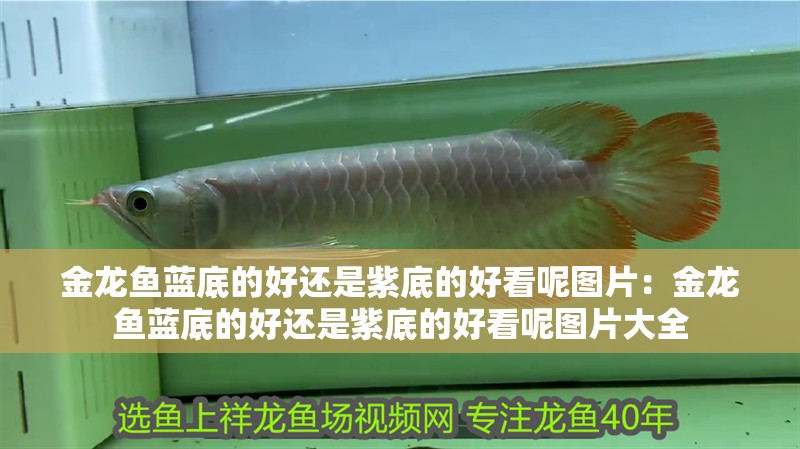 金龍魚藍底的好還是紫底的好看呢圖片：金龍魚藍底的好還是紫底的好看呢圖片大全