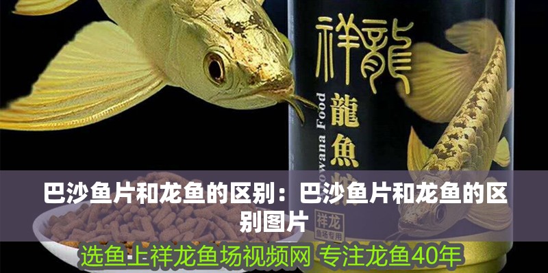 巴沙魚片和龍魚的區別：巴沙魚片和龍魚的區別圖片