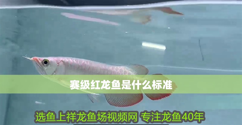 賽級紅龍魚是什么標準