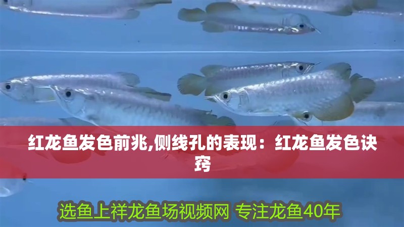 紅龍魚發色前兆,側線孔的表現：紅龍魚發色訣竅
