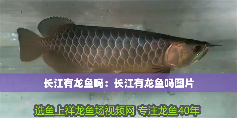 長江有龍魚嗎：長江有龍魚嗎圖片