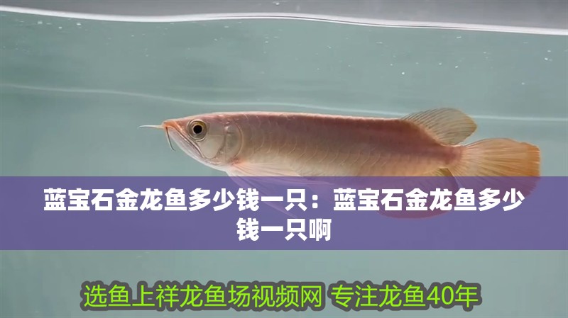 藍寶石金龍魚多少錢一只：藍寶石金龍魚多少錢一只啊