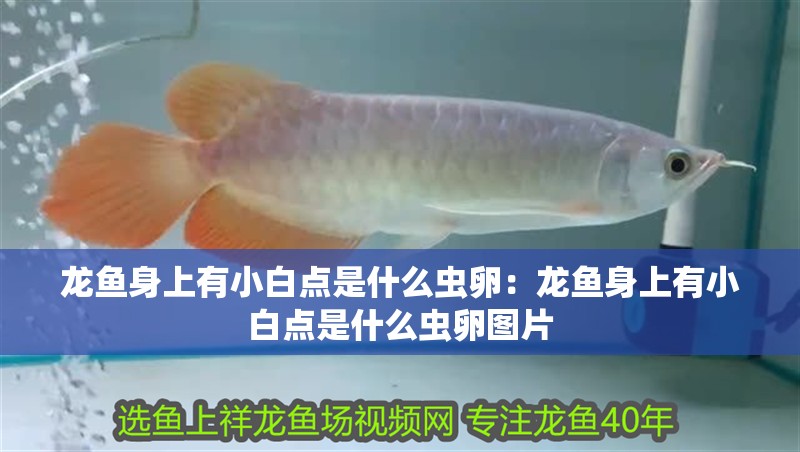 龍魚身上有小白點(diǎn)是什么蟲卵：龍魚身上有小白點(diǎn)是什么蟲卵圖片