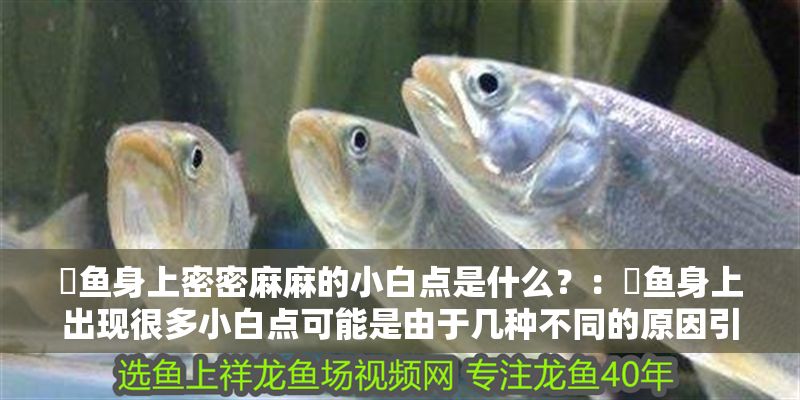 魟魚身上密密麻麻的小白點是什么？：魟魚身上出現很多小白點可能是由于幾種不同的原因引起的