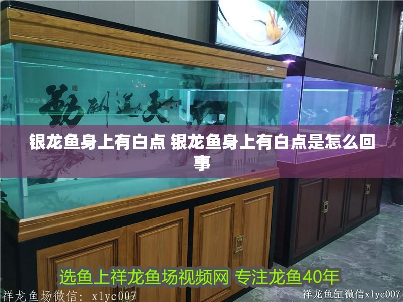 銀龍魚身上有白點 銀龍魚身上有白點是怎么回事