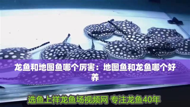 龍魚和地圖魚哪個厲害：地圖魚和龍魚哪個好養
