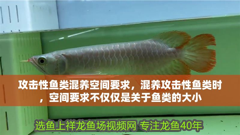 攻擊性魚類混養(yǎng)空間要求，混養(yǎng)攻擊性魚類時，空間要求不僅僅是關(guān)于魚類的大小