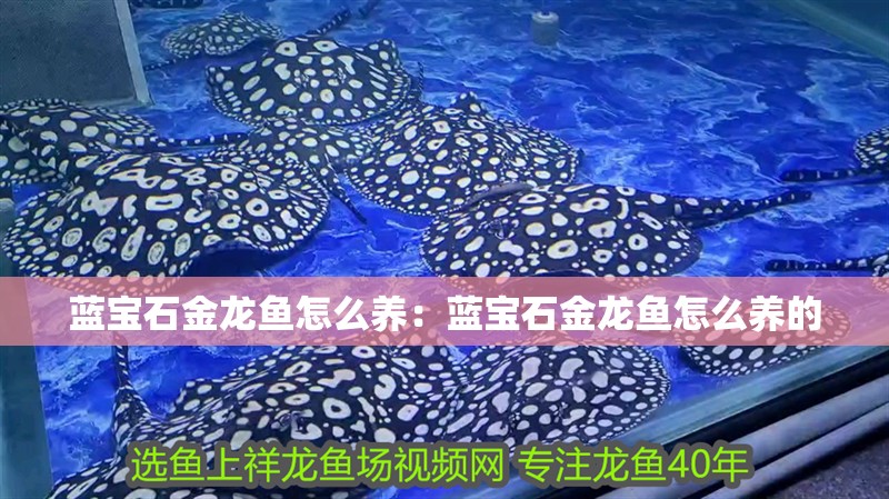 藍寶石金龍魚怎么養：藍寶石金龍魚怎么養的