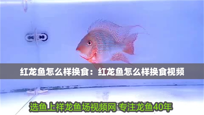 紅龍魚怎么樣換食：紅龍魚怎么樣換食視頻
