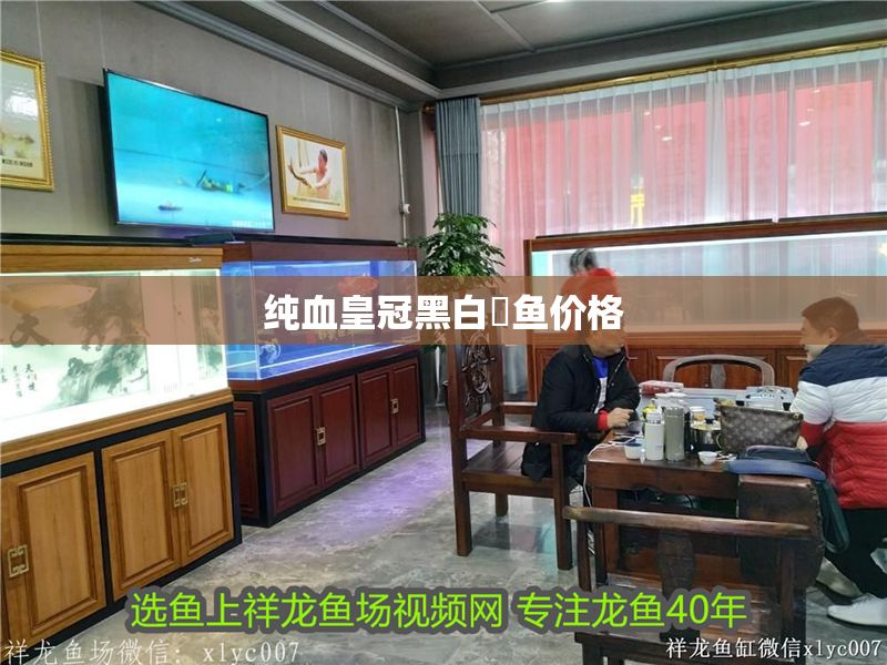 純血皇冠黑白魟魚價(jià)格