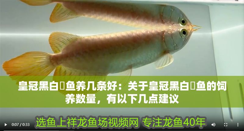 皇冠黑白魟魚養幾條好：關于皇冠黑白魟魚的飼養數量，有以下幾點建議