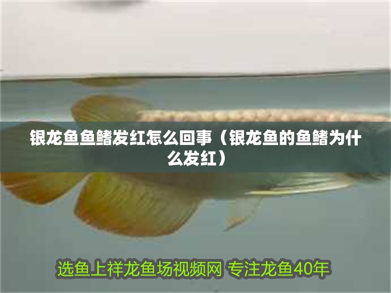 銀龍魚魚鰭發紅怎么回事（銀龍魚的魚鰭為什么發紅）