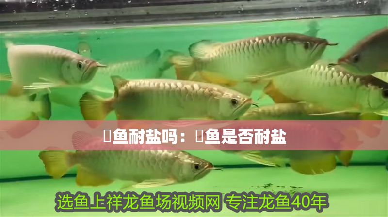 魟魚耐鹽嗎：魟魚是否耐鹽