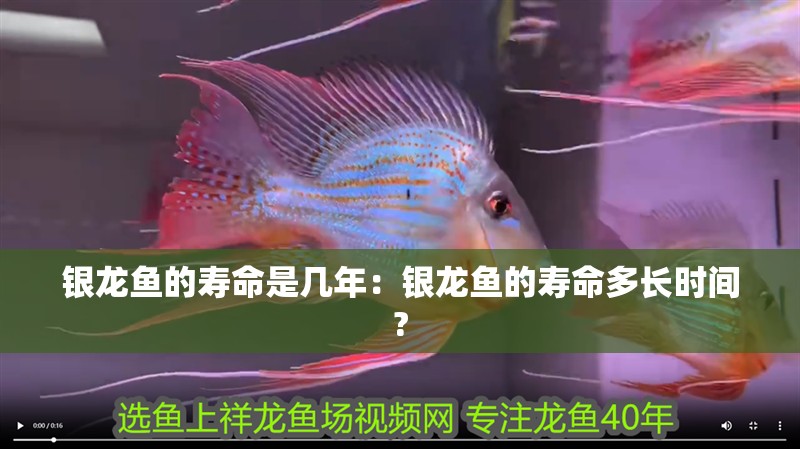 銀龍魚的壽命是幾年：銀龍魚的壽命多長時間?
