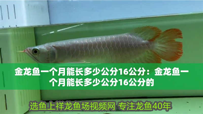 金龍魚一個月能長多少公分16公分：金龍魚一個月能長多少公分16公分的