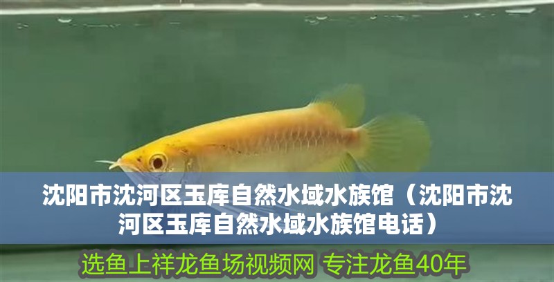 沈陽市沈河區(qū)玉庫自然水域水族館（沈陽市沈河區(qū)玉庫自然水域水族館電話）