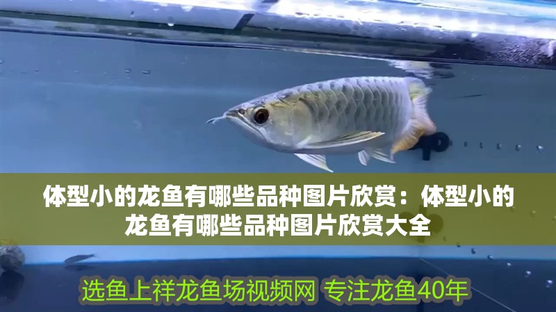 體型小的龍魚有哪些品種圖片欣賞：體型小的龍魚有哪些品種圖片欣賞大全