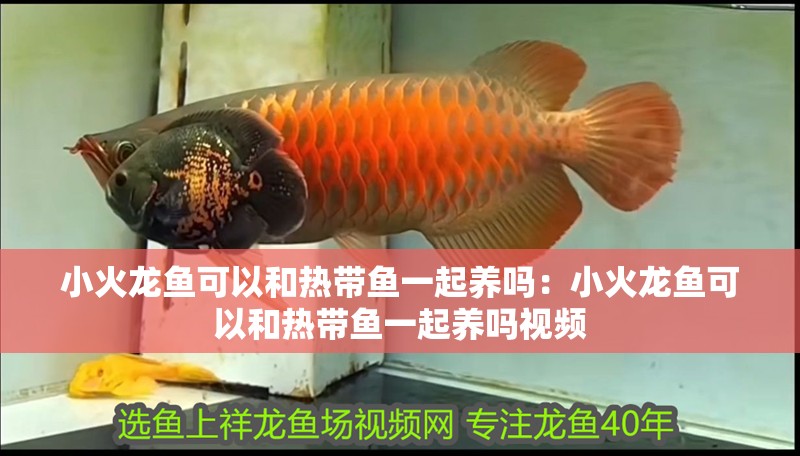 小火龍魚可以和熱帶魚一起養嗎：小火龍魚可以和熱帶魚一起養嗎視頻