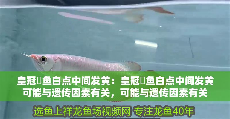 皇冠魟魚白點中間發黃：皇冠魟魚白點中間發黃可能與遺傳因素有關，可能與遺傳因素有關 皇冠魟魚白點中間發黃：皇冠魟魚白點中間發黃可能與遺傳因素有關，可能與遺傳因素有關 魟魚百科 第2張