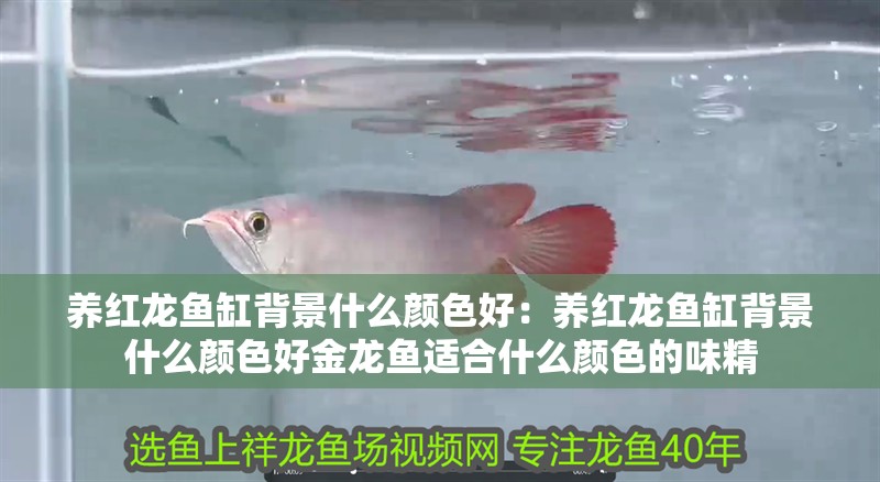 養紅龍魚缸背景什么顏色好：養紅龍魚缸背景什么顏色好金龍魚適合什么顏色的味精