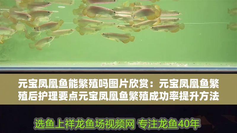 元寶鳳凰魚能繁殖嗎圖片欣賞：元寶鳳凰魚繁殖后護(hù)理要點(diǎn)元寶鳳凰魚繁殖成功率提升方法