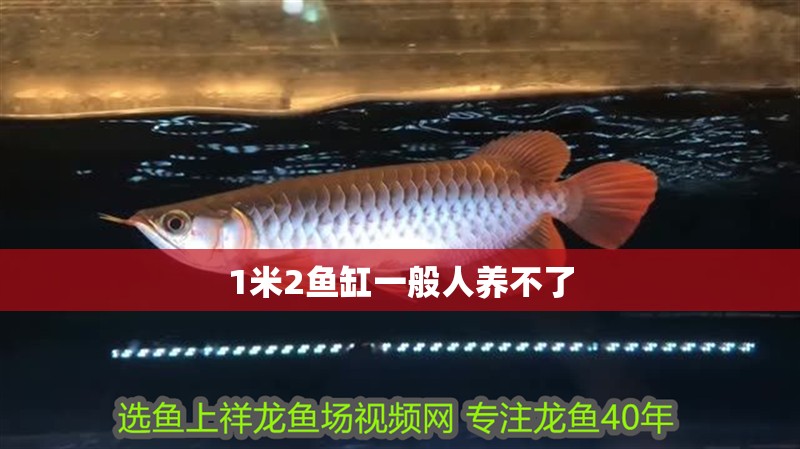 1米2魚缸一般人養不了