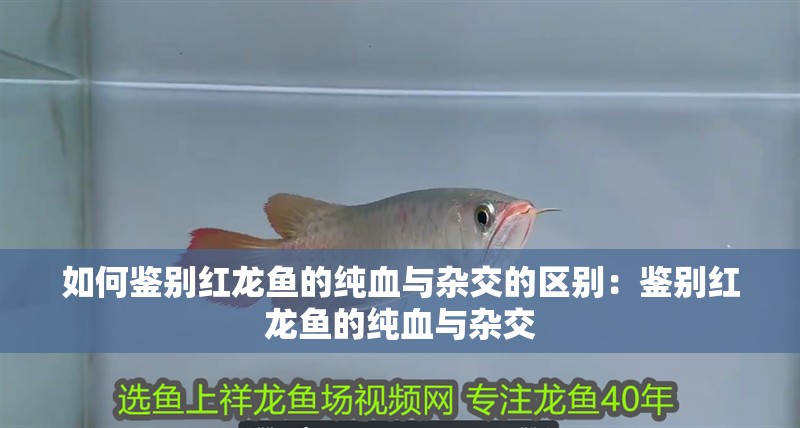 如何鑒別紅龍魚的純血與雜交的區別：鑒別紅龍魚的純血與雜交