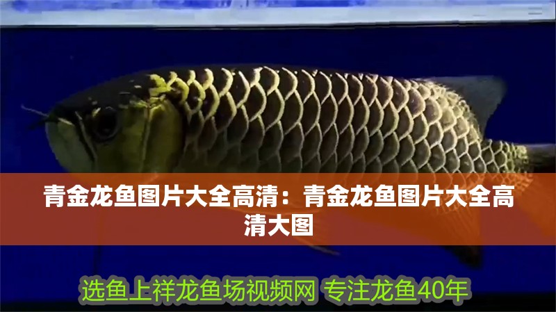 青金龍魚圖片大全高清：青金龍魚圖片大全高清大圖