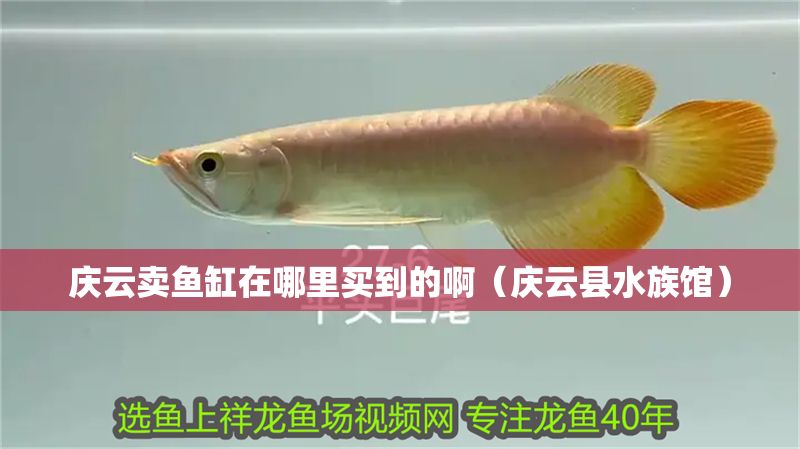 慶云賣魚缸在哪里買到的?。☉c云縣水族館）