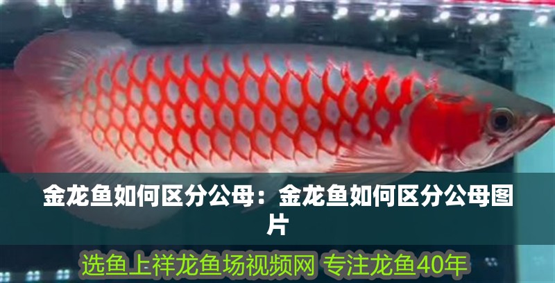 金龍魚如何區分公母：金龍魚如何區分公母圖片
