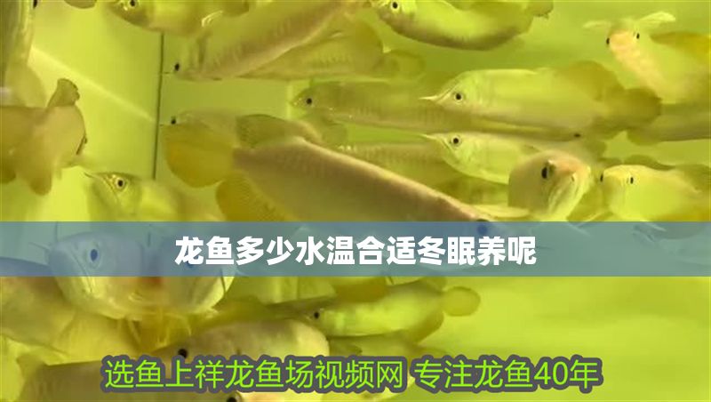 龍魚多少水溫合適冬眠養(yǎng)呢