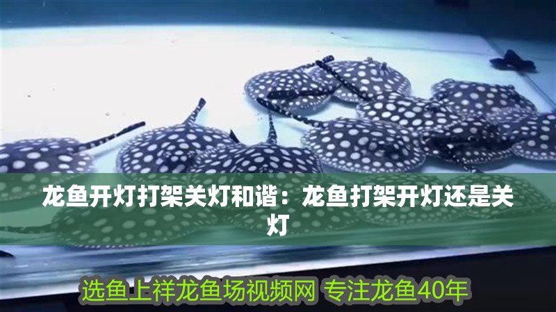 龍魚開燈打架關燈和諧：龍魚打架開燈還是關燈