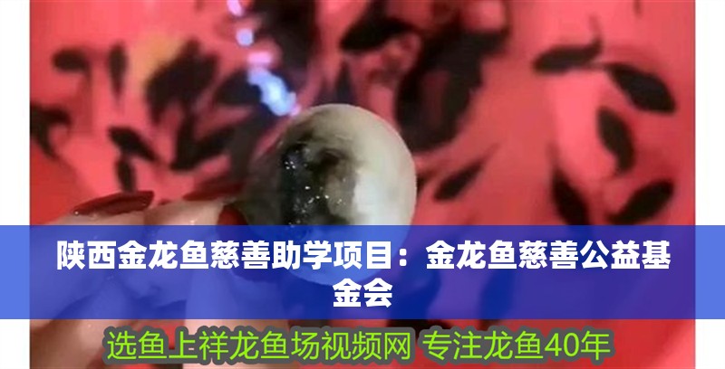 陜西金龍魚慈善助學項目：金龍魚慈善公益基金會