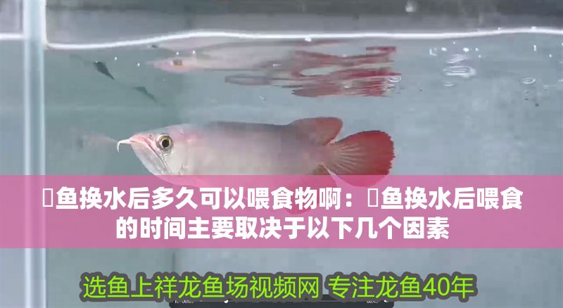 魟魚換水后多久可以喂食物啊:魟魚換水后喂食的時(shí)間主要取決于以下幾個(gè)因素