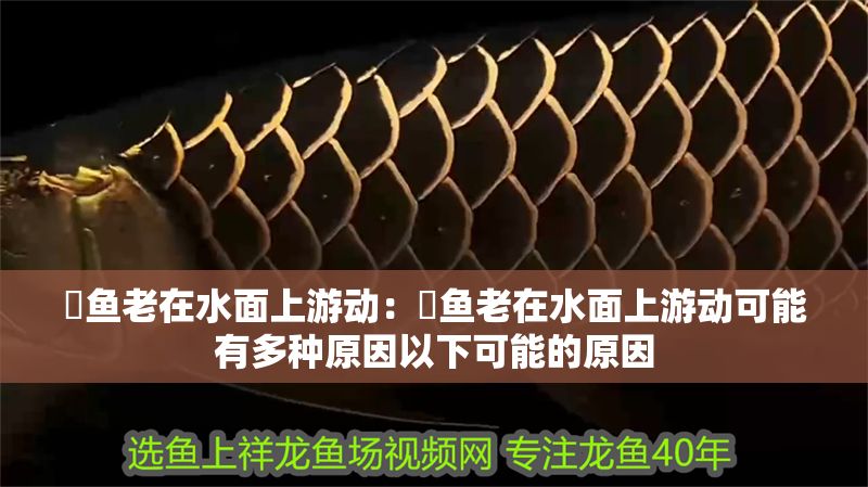 魟魚(yú)老在水面上游動(dòng)：魟魚(yú)老在水面上游動(dòng)可能有多種原因以下可能的原因