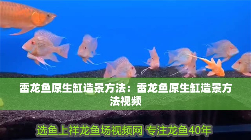 雷龍魚原生缸造景方法：雷龍魚原生缸造景方法視頻