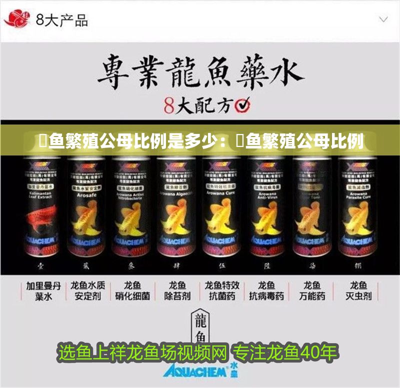 魟魚繁殖公母比例是多少：魟魚繁殖公母比例