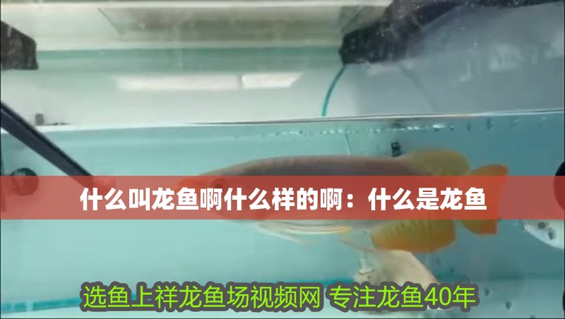 什么叫龍魚啊什么樣的啊：什么是龍魚