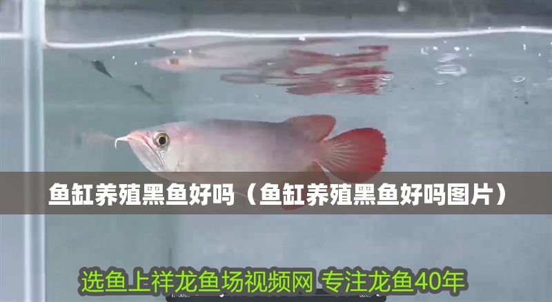 魚缸養殖黑魚好嗎（魚缸養殖黑魚好嗎圖片）