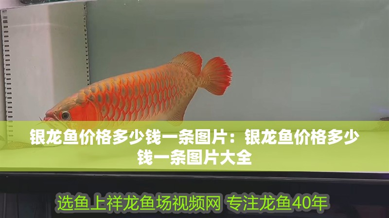 銀龍魚價(jià)格多少錢一條圖片：銀龍魚價(jià)格多少錢一條圖片大全