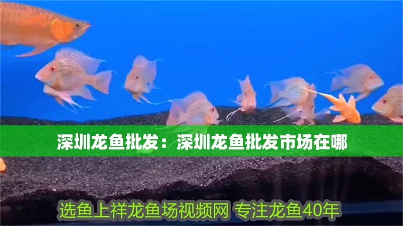 深圳龍魚批發：深圳龍魚批發市場在哪