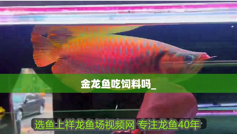 金龍魚吃飼料嗎_