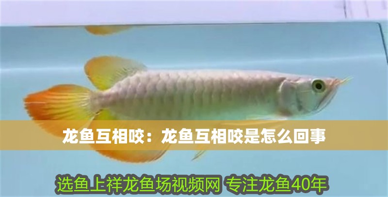 龍魚互相咬：龍魚互相咬是怎么回事