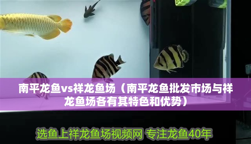 南平龍魚vs祥龍魚場（南平龍魚批發市場與祥龍魚場各有其特色和優勢）